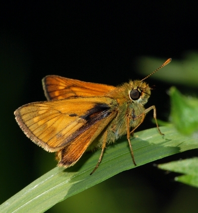 bredpande Hesperiidae