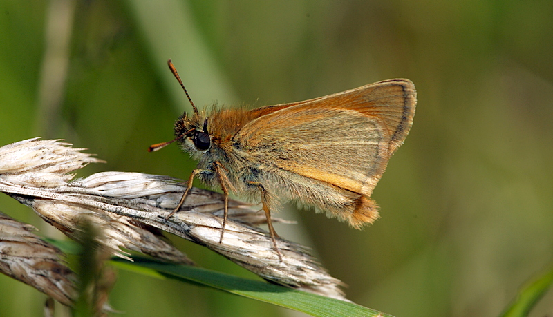 bredpande Hesperiidae