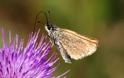 bredpande Hesperiidae