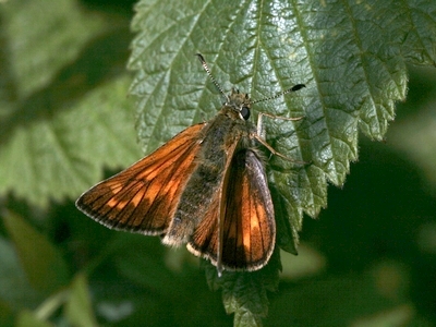 bredpande Hesperiidae