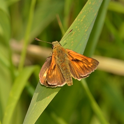 bredpande Hesperiidae