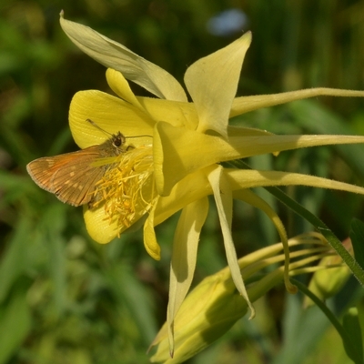 bredpande Hesperiidae