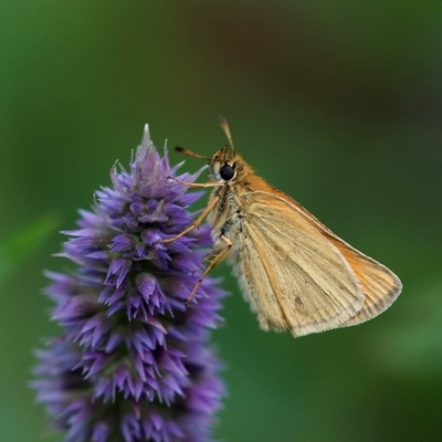 bredpande Hesperiidae