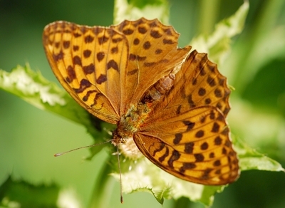 kejserkåbe Argynnis paphia