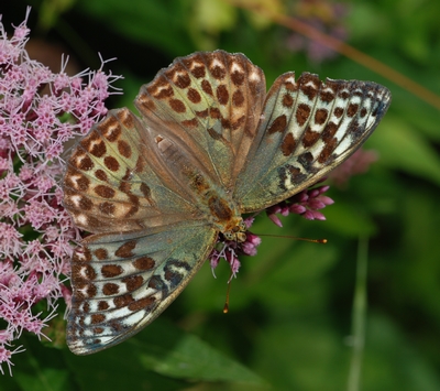 kejserkåbe Argynnis paphia