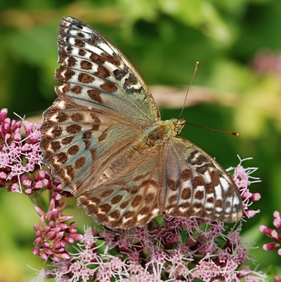 kejserkåbe Argynnis paphia