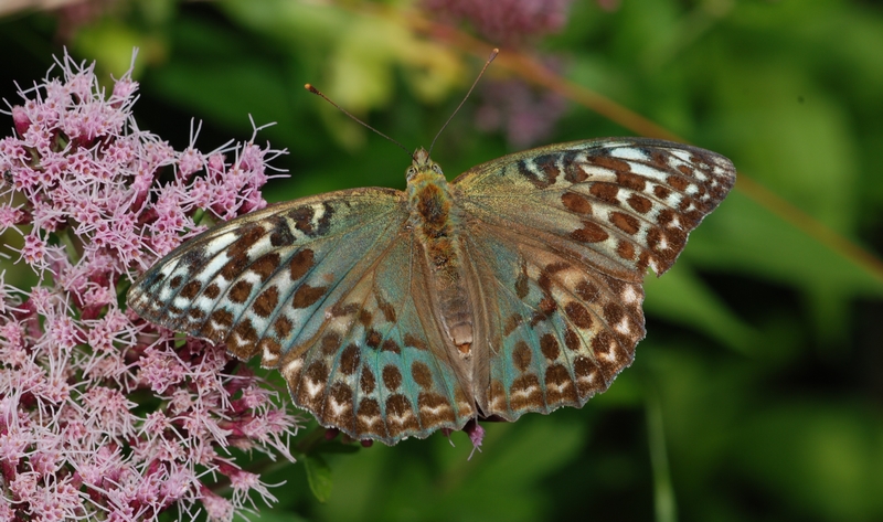 kejserkåbe Argynnis paphia