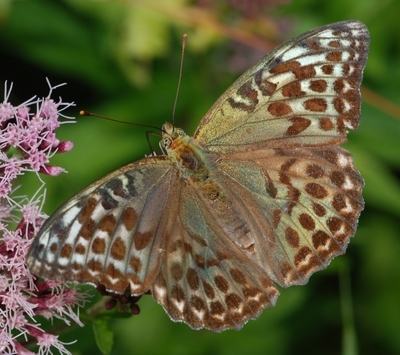 kejserkåbe Argynnis paphia