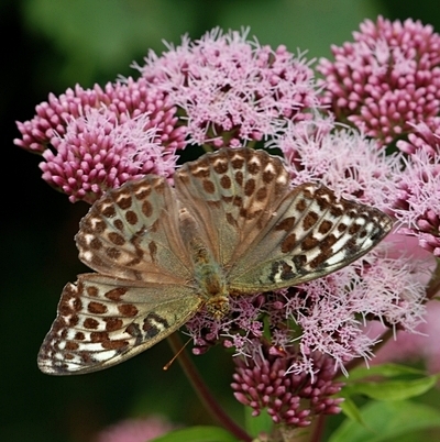 kejserkåbe Argynnis paphia