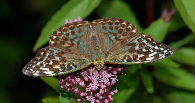 kejserkåbe Argynnis paphia