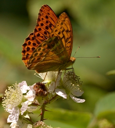 kejserkåbe Argynnis paphia