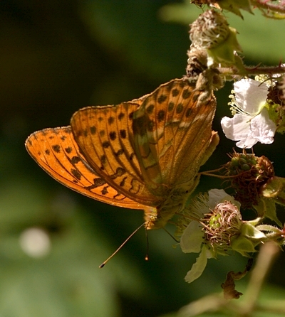 kejserkåbe Argynnis paphia