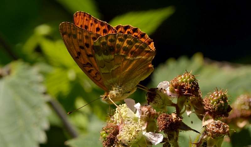 kejserkåbe Argynnis paphia