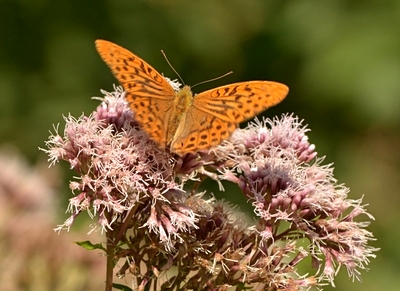 kejserkåbe Argynnis paphia