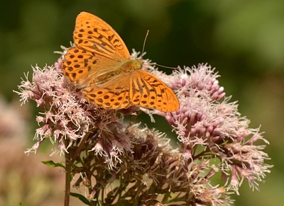 kejserkåbe Argynnis paphia