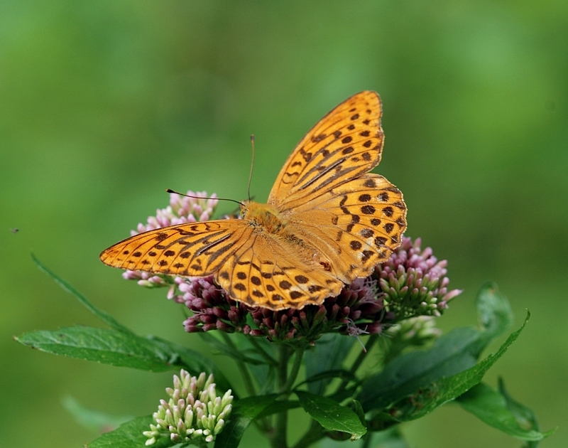 kejserkåbe Argynnis paphia