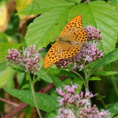 kejserkåbe Argynnis paphia