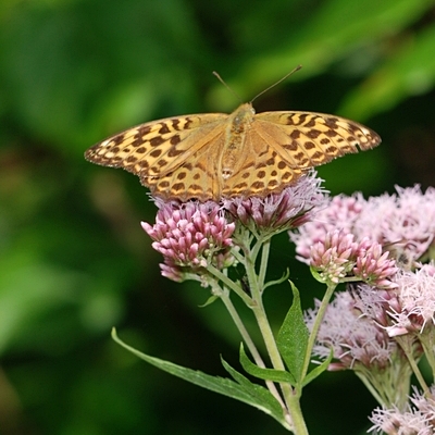 kejserkåbe Argynnis paphia