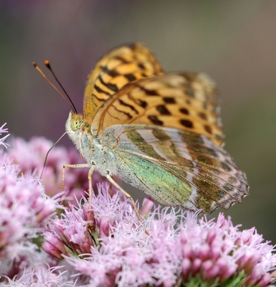 kejserkåbe Argynnis paphia