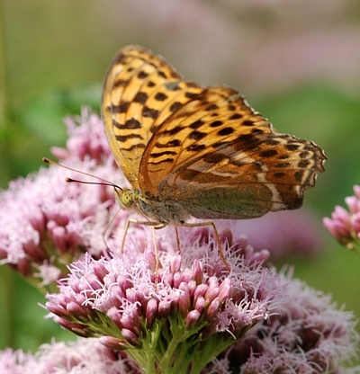 kejserkåbe Argynnis paphia