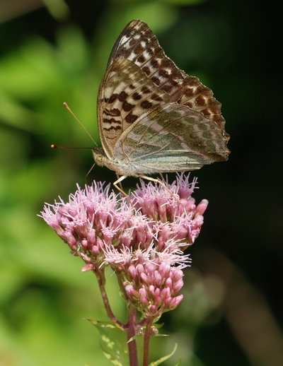 kejserkåbe Argynnis paphia