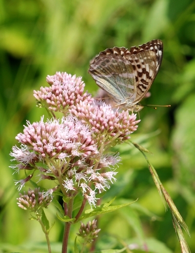 kejserkåbe Argynnis paphia