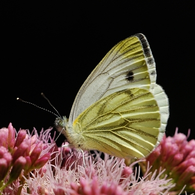 kålsommerfugl Pierinae