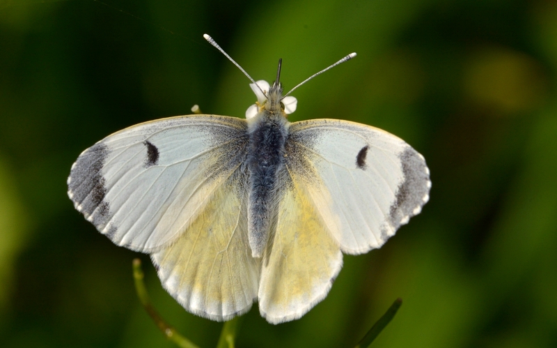 kålsommerfugl Pierinae