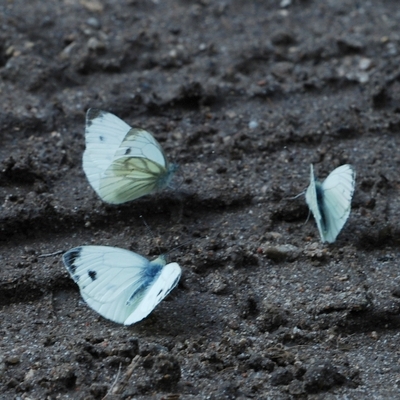 kålsommerfugl Pierinae