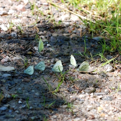 kålsommerfugl Pierinae