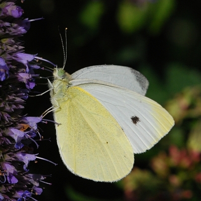 kålsommerfugl Pierinae