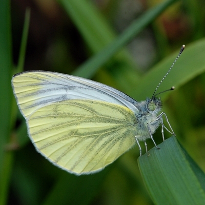 kålsommerfugl Pierinae