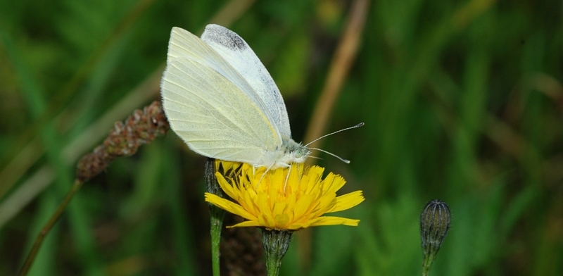 kålsommerfugl Pierinae