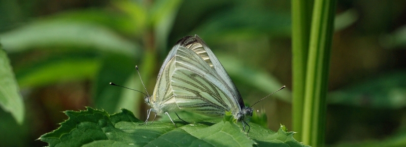 kålsommerfugl Pierinae