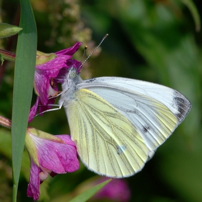 kålsommerfugl Pierinae