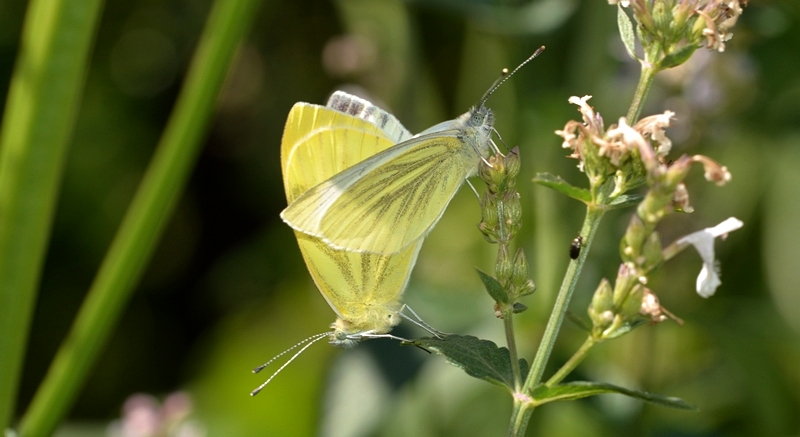 kålsommerfugl Pierinae