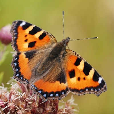 Nældens takvinge Aglais urticae