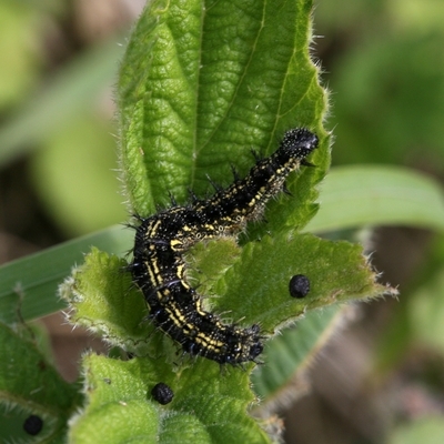 Nældens takvinge Aglais urticae