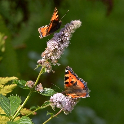 Nældens takvinge Aglais urticae