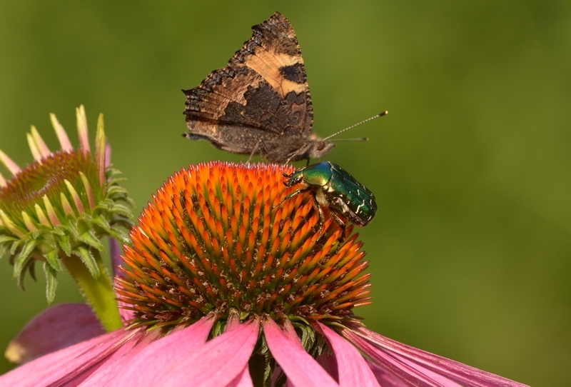 Nældens takvinge Aglais urticae