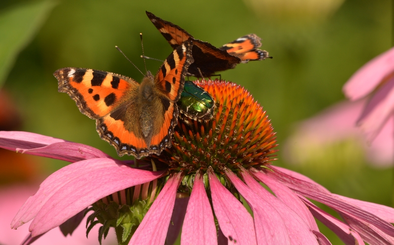 Nældens takvinge Aglais urticae