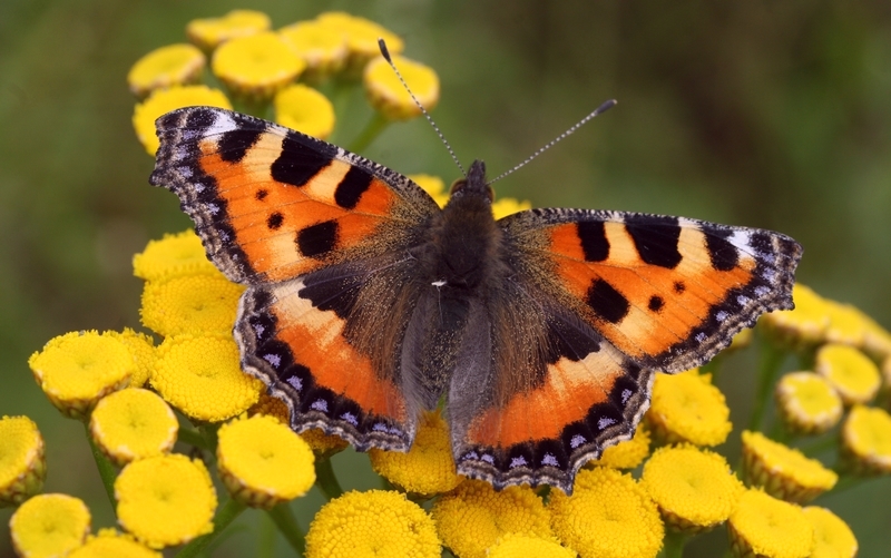 Nældens takvinge Aglais urticae