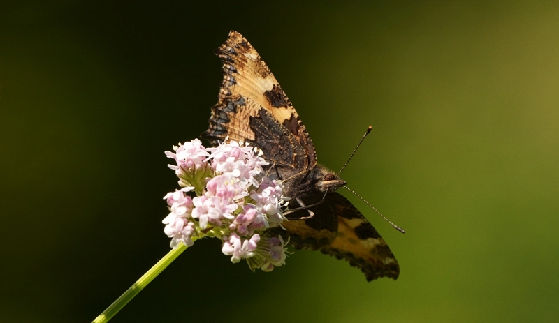 Nældens takvinge Aglais urticae