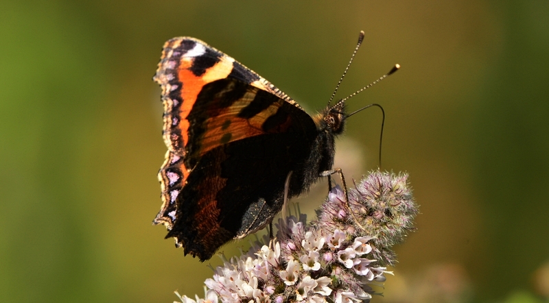 Nældens takvinge Aglais urticae