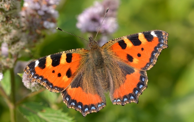 Nældens takvinge Aglais urticae