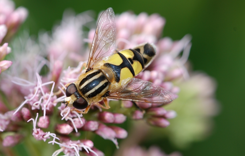 svirreflue Syrphidae trebåndet sumpsvirreflue