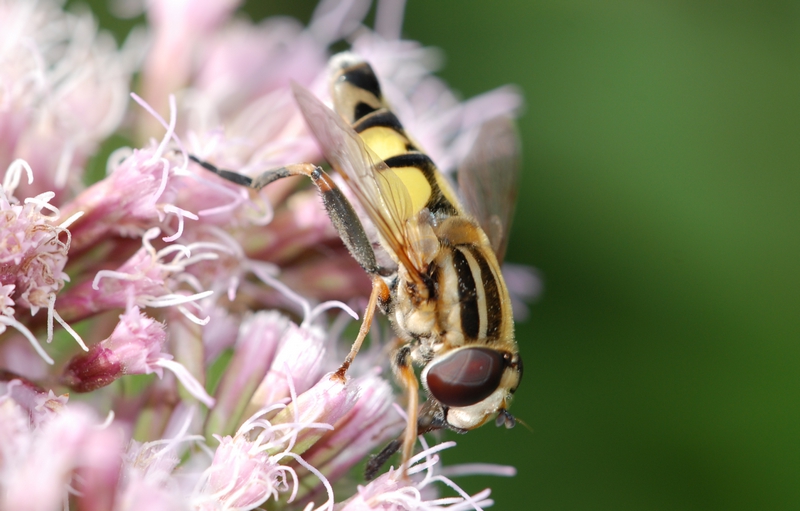 svirreflue Syrphidae trebåndet sumpsvirreflue