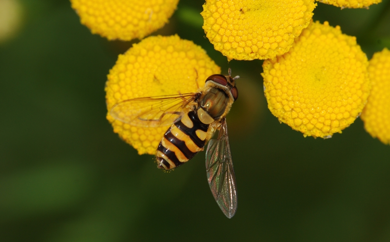 svirreflue Syrphidae almindelig havesvirreflue