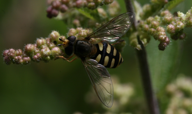 svirreflue Syrphidae