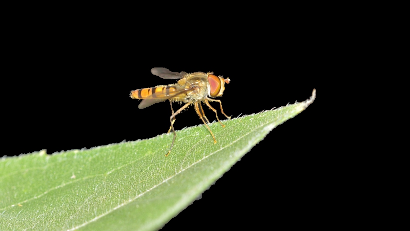 svirreflue Syrphidae